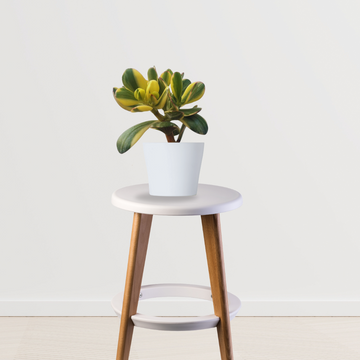 Variegated Crassula Ovata plant